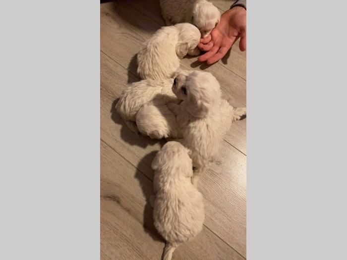 kovrdžavi bišon štenci besplatni mali oglasi