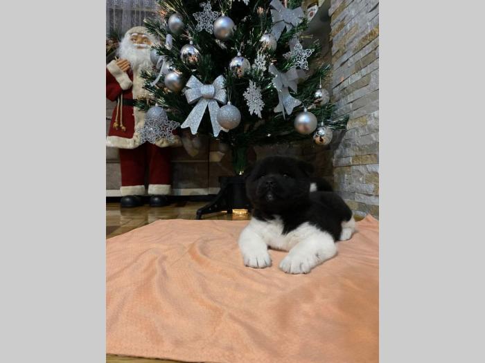 američka akita štenci besplatni mali oglasi