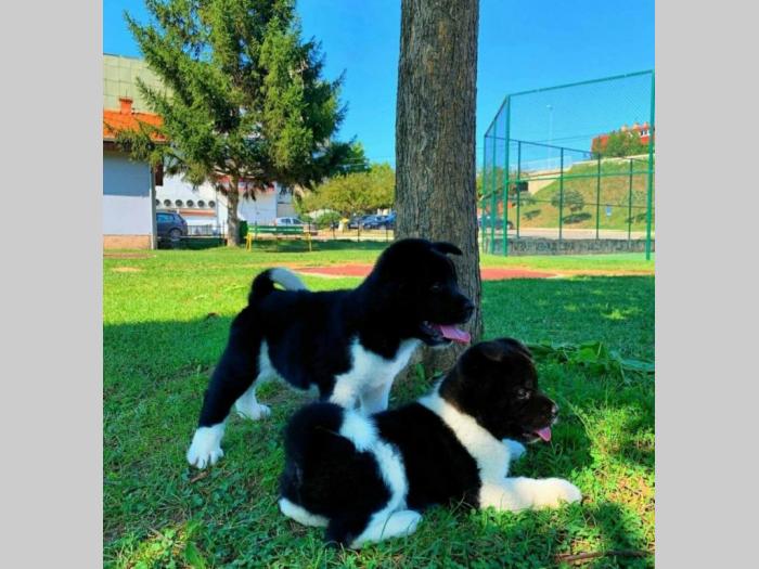 američka akita štenci besplatni mali oglasi