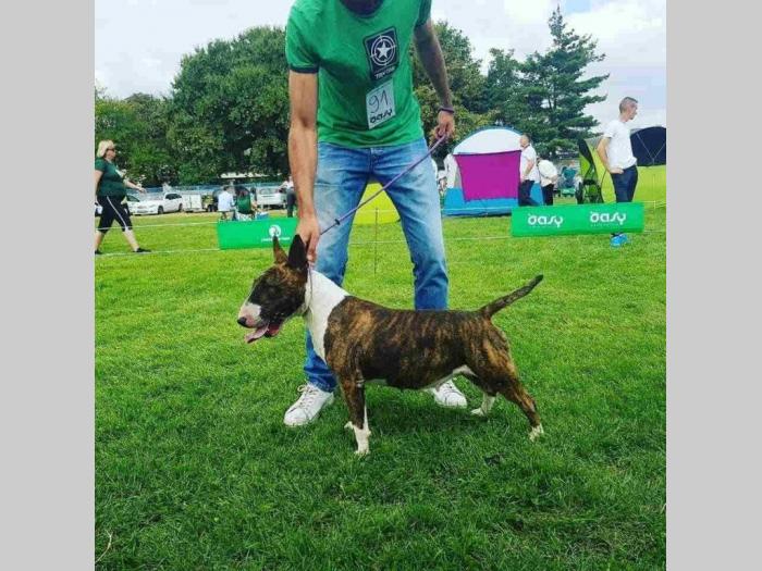 vrhunsko leglo bulterijera besplatni mali oglasi