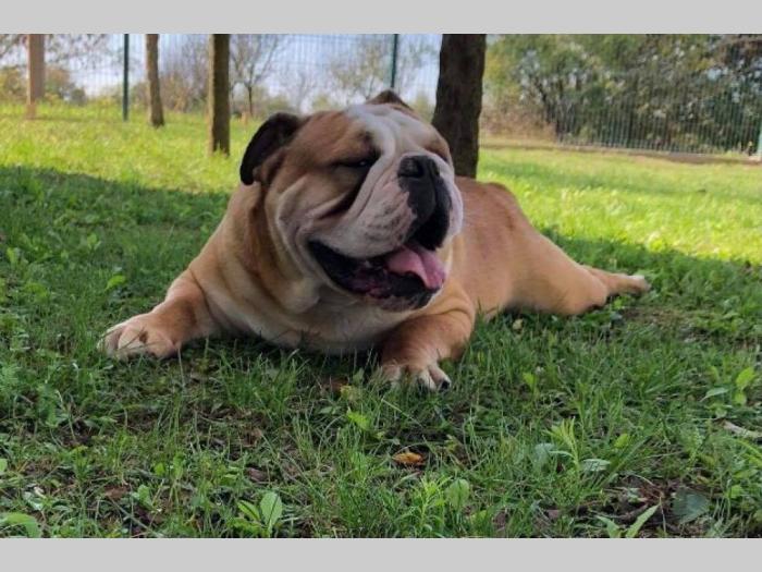 engleski buldog za parenje besplatni mali oglasi