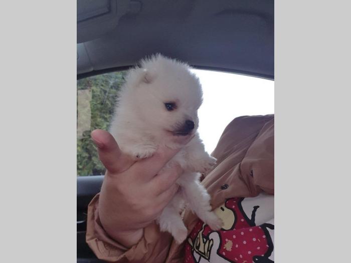 ekstra mini pomerance besplatni mali oglasi