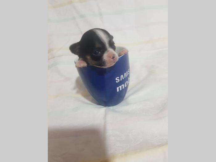 čivava besplatni mali oglasi