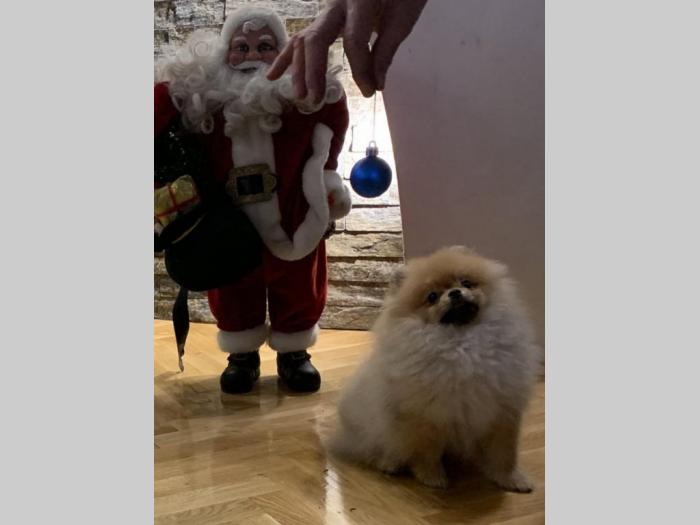 pomeranac boo štenci na prodaju besplatni mali oglasi