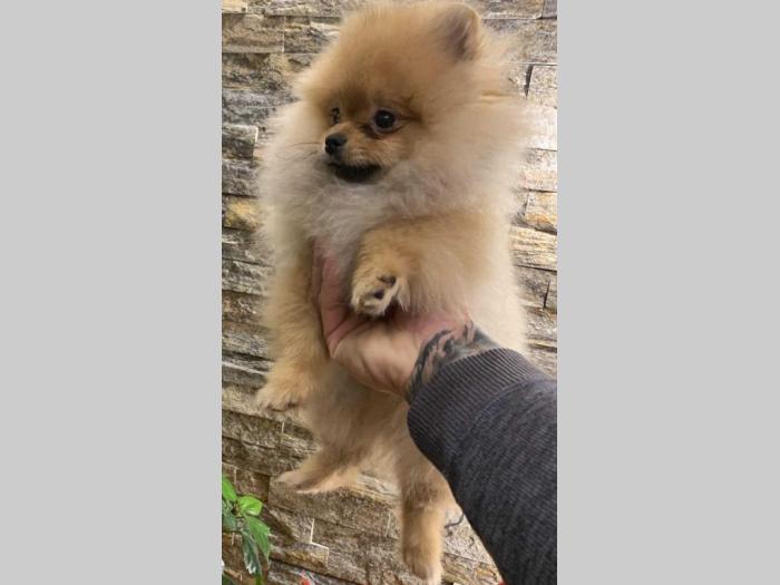 pomeranac boo štenci na prodaju besplatni mali oglasi