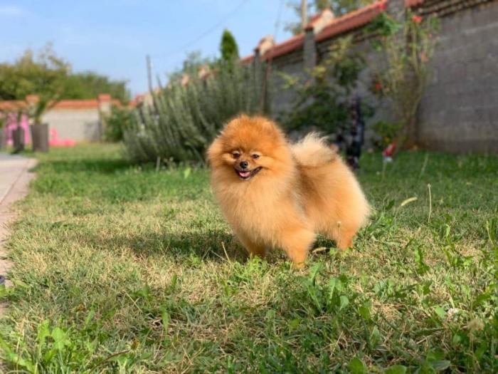 pomeranac štenci besplatni mali oglasi