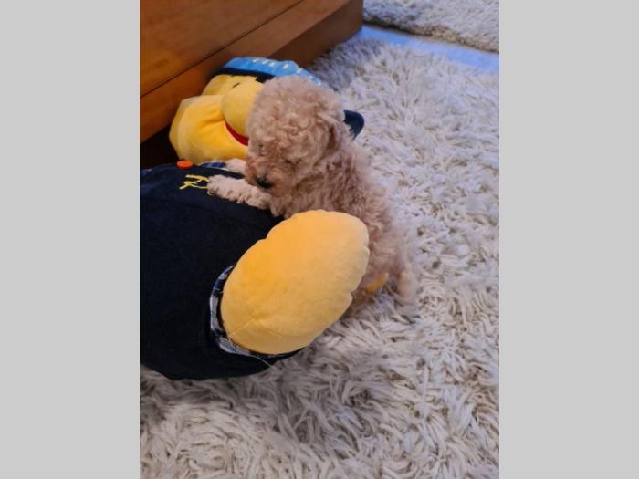 toy pudle besplatni mali oglasi