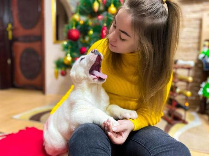 srednjeazijski ovčar alabai besplatni mali oglasi
