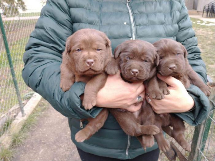 čokoladni labradori vrhunskog porekla besplatni mali oglasi