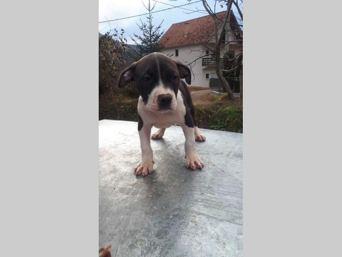pit bull terijer štenci besplatni mali oglasi