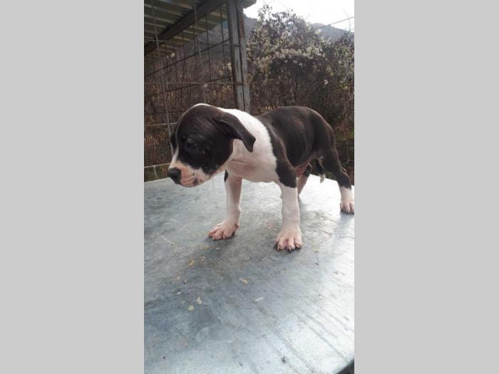 pit bull terijer štenci besplatni mali oglasi