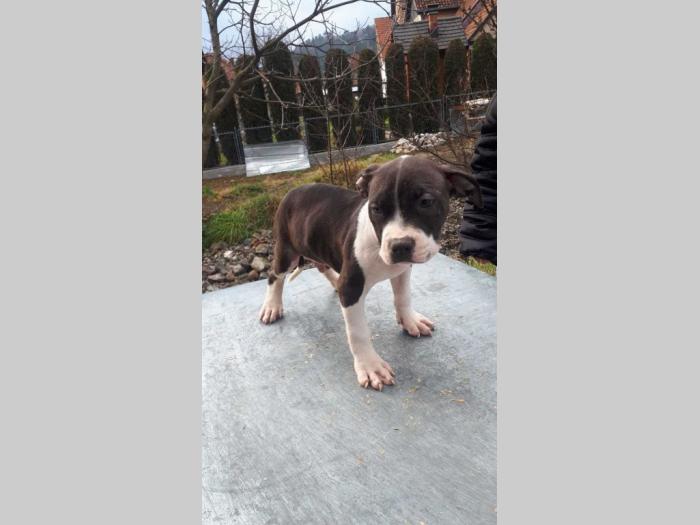 pit bull terijer štenci besplatni mali oglasi