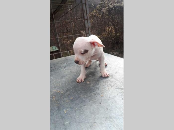 pit bull terijer štenci besplatni mali oglasi