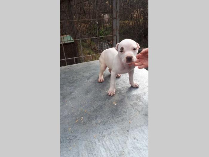 pit bull terijer štenci besplatni mali oglasi