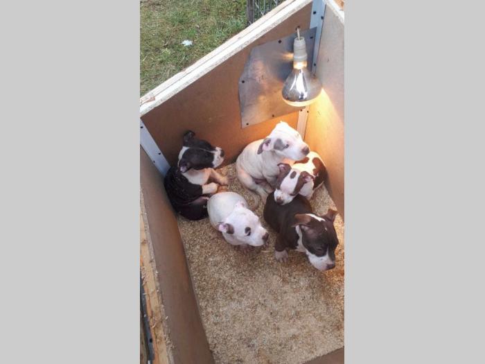 pit bull terijer štenci besplatni mali oglasi