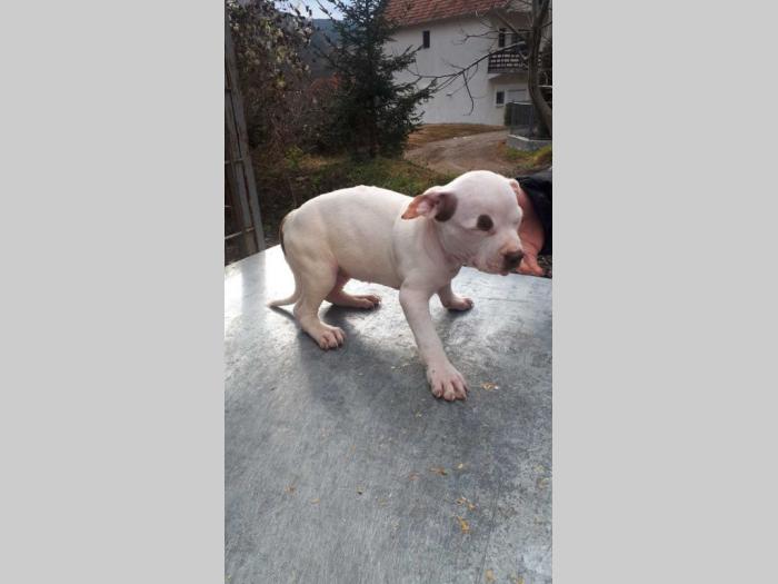 pit bull terijer štenci besplatni mali oglasi