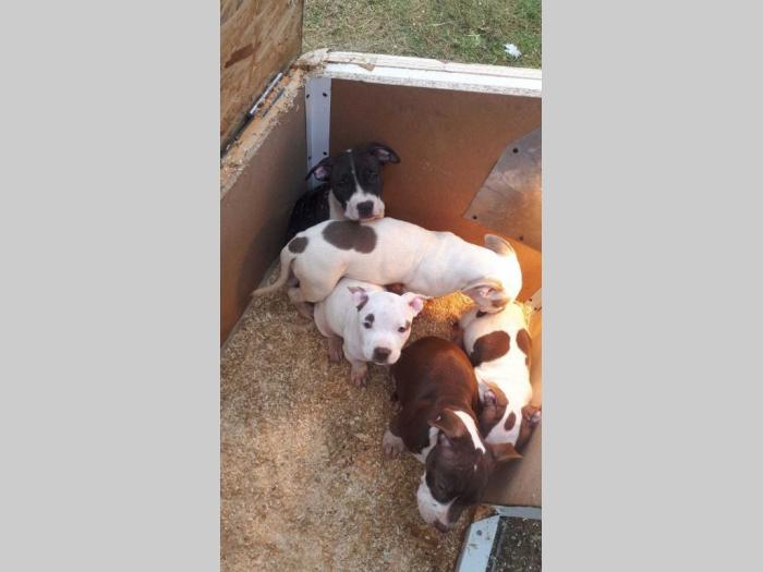 pit bull terijer štenci besplatni mali oglasi