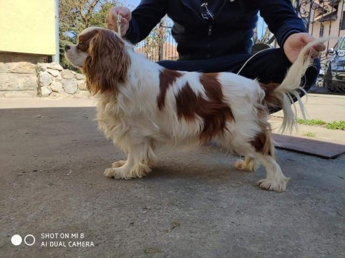 cavalier king charles spaniel besplatni mali oglasi