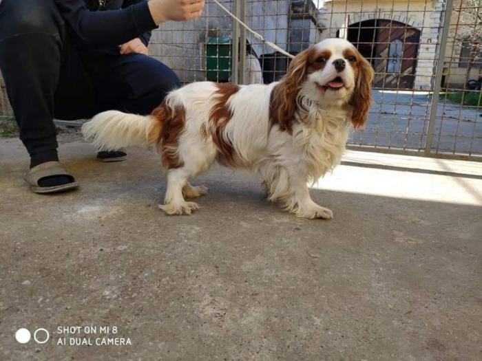 cavalier king charles spaniel besplatni mali oglasi