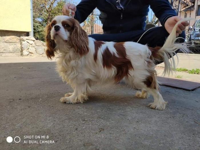 cavalier king charles spaniel besplatni mali oglasi