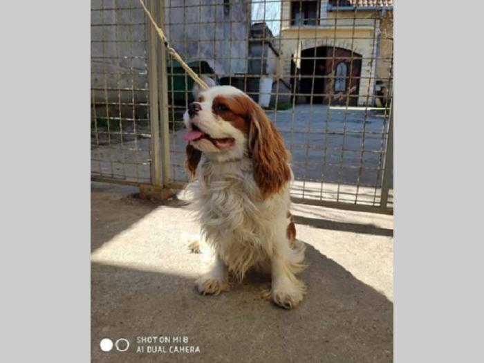 cavalier king charles spaniel besplatni mali oglasi