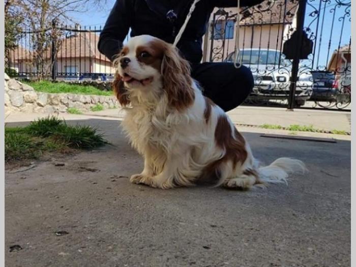 cavalier king charles spaniel besplatni mali oglasi