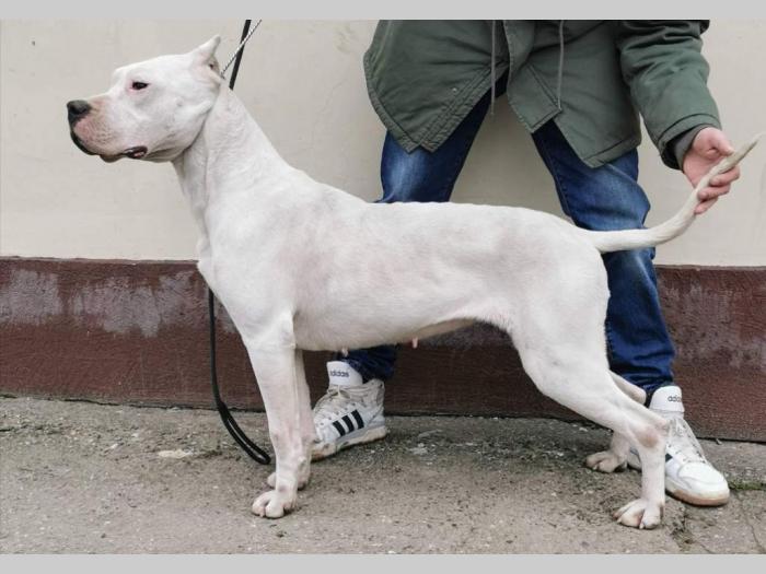 ženka argentinske doge besplatni mali oglasi