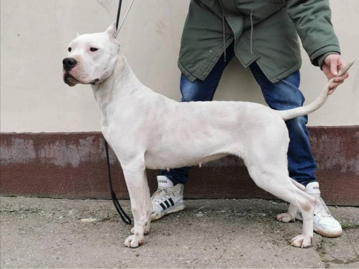 ženka argentinske doge besplatni mali oglasi