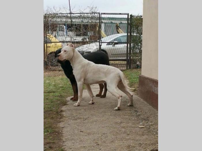 ženka argentinske doge besplatni mali oglasi