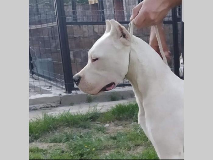 ženka argentinske doge besplatni mali oglasi