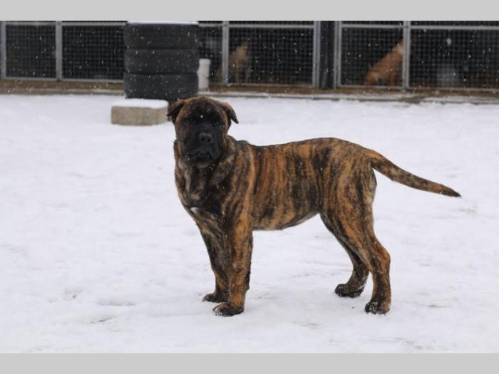 presa canario štenci besplatni mali oglasi