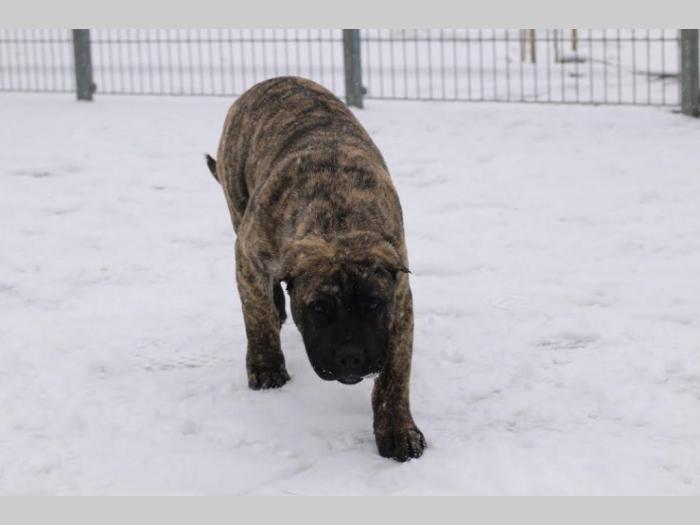 presa canario štenci besplatni mali oglasi