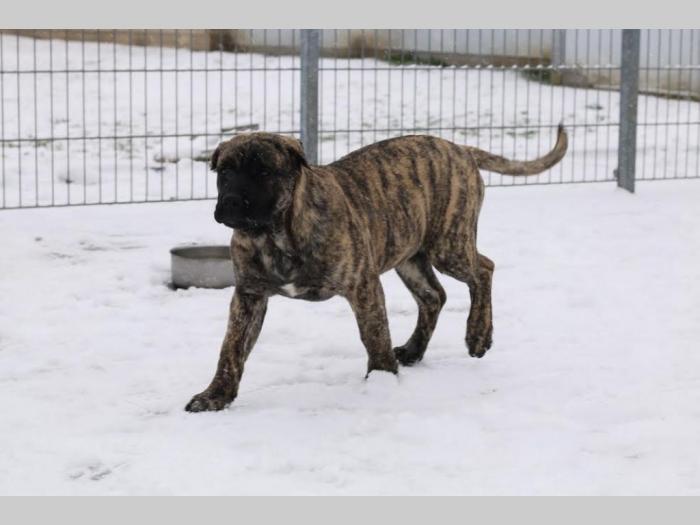presa canario štenci besplatni mali oglasi