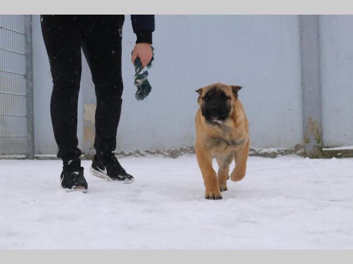 presa canario štenci besplatni mali oglasi