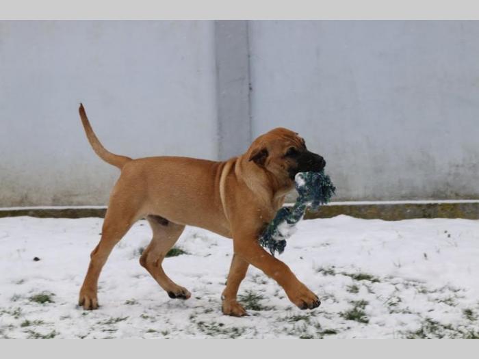 presa canario štenci besplatni mali oglasi