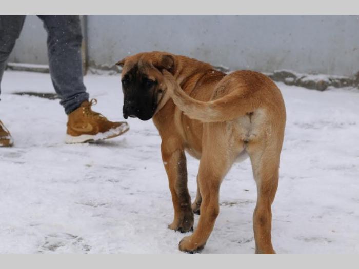 presa canario štenci besplatni mali oglasi