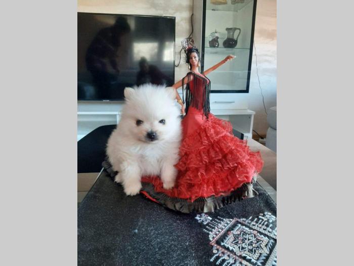 srećko nemački mali špic besplatni mali oglasi