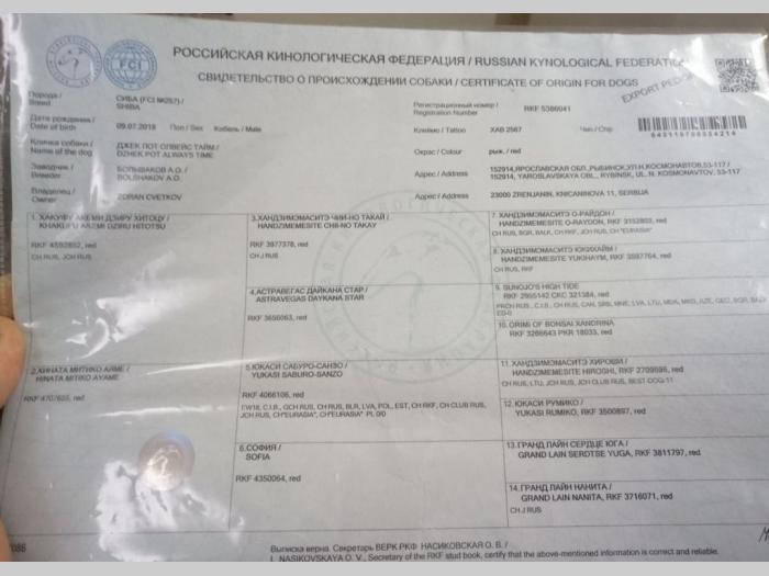 šiba inu štenci besplatni mali oglasi