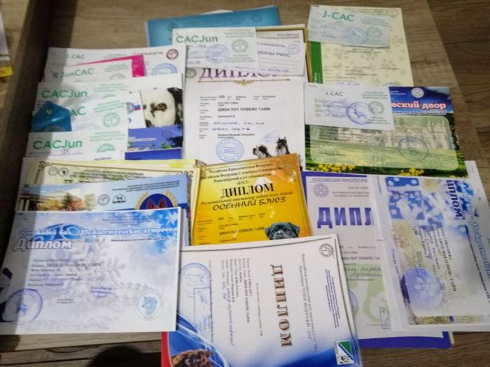 šiba inu štenci besplatni mali oglasi