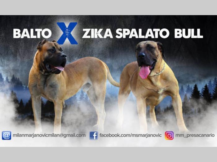 presa canario štenci na prodaju besplatni mali oglasi