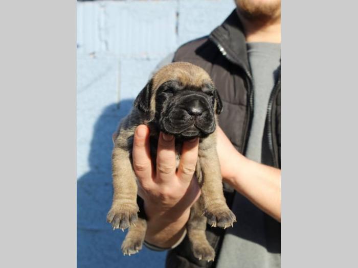 presa canario štenci na prodaju besplatni mali oglasi