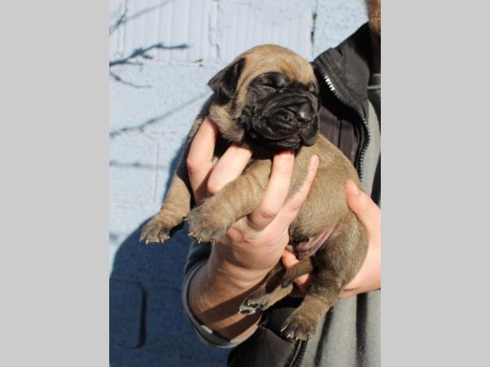 presa canario štenci na prodaju besplatni mali oglasi
