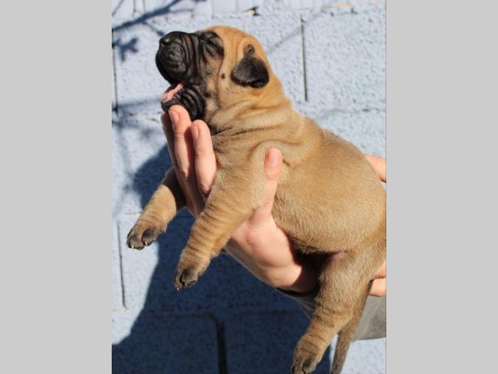 presa canario štenci na prodaju besplatni mali oglasi