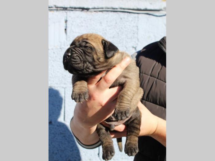 presa canario štenci na prodaju besplatni mali oglasi