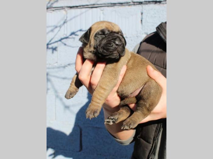 presa canario štenci na prodaju besplatni mali oglasi