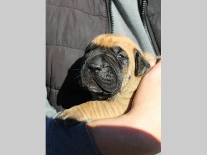 presa canario štenci na prodaju besplatni mali oglasi