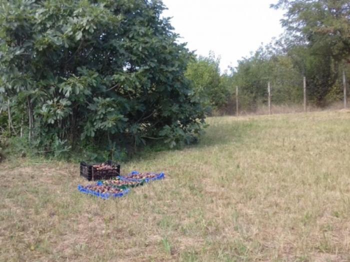 kuća i plac (106m2,14 03ari) vladimirci (skupljen) kod šapca besplatni mali oglasi