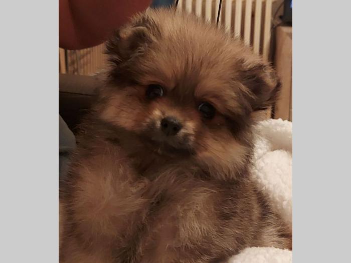pomeranac štene besplatni mali oglasi