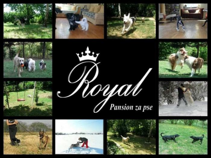 pansion royal za pse beograd voždovac besplatni mali oglasi
