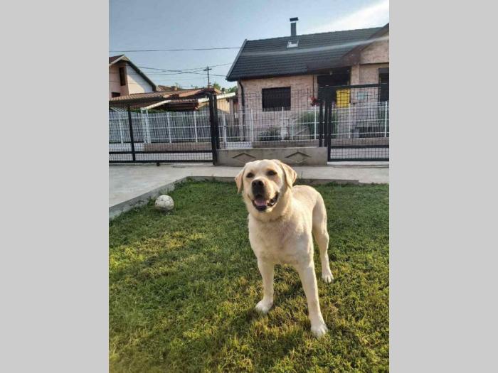 labrador star 3,5 godine spreman za parenje besplatni mali oglasi